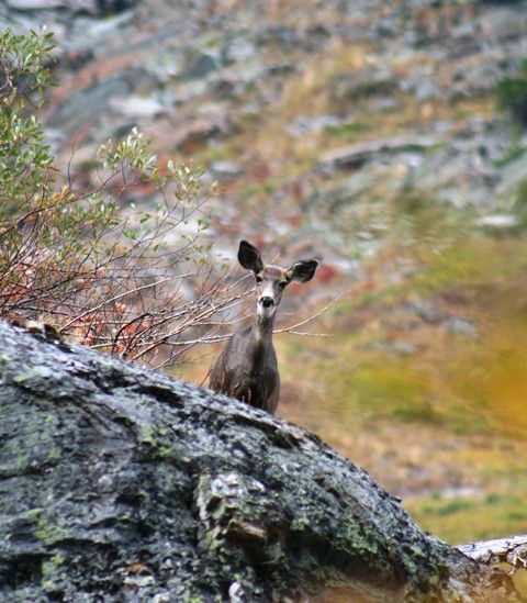 A curious mulie. Photo by LibbyMT.com.