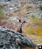 A curious mulie. Photo by LibbyMT.com.