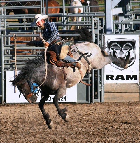 Saddle bronc X33. Photo by LibbyMT.com.