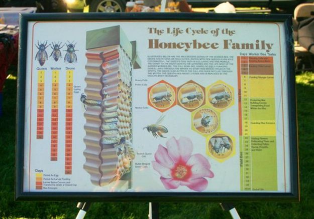 Honeybee Facts                                               . Photo by LibbyMT.com.