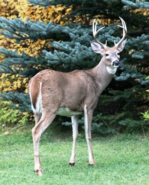 White-tailed buck. Photo by LibbyMT.com.