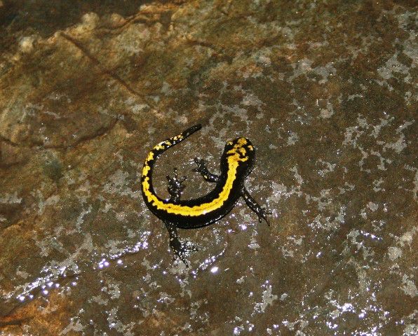 Long-toed Salamander. Photo by LibbyMT.com.