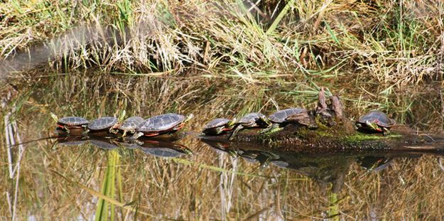 Painted turtles. Photo by LibbyMT.com.