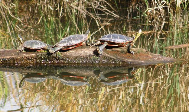 Painted turtles. Photo by LibbyMT.com.