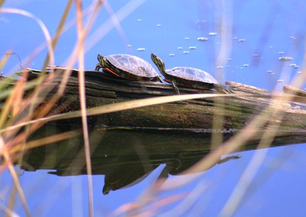 Painted turtles. Photo by LibbyMT.com.