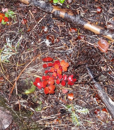 A brilliant snowberry start. Photo by LibbyMT.com.