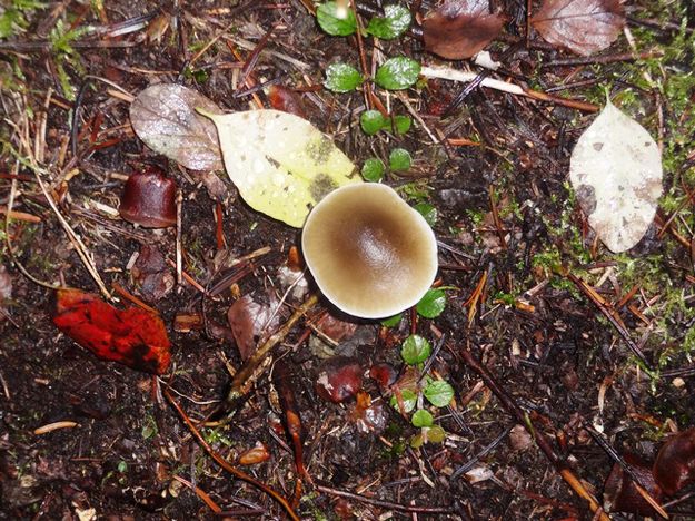 Mushroom. Photo by LibbyMT.com.