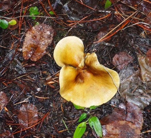 Cup mushroom. Photo by LibbyMT.com.