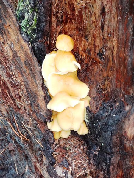 Mushroom. Photo by LibbyMT.com.