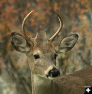 White-tailed buck. Photo by LibbyMT.com.
