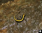 Long-toed Salamander. Photo by LibbyMT.com.