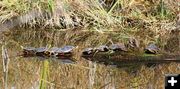 Painted turtles. Photo by LibbyMT.com.