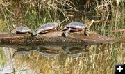 Painted turtles. Photo by LibbyMT.com.