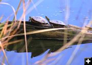 Painted turtles. Photo by LibbyMT.com.