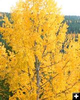 A beautiful cottonwood. Photo by LibbyMT.com.