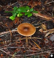 Mushroom. Photo by LibbyMT.com.