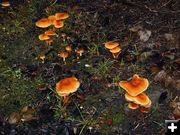 Mushrooms in a burned area. Photo by LibbyMT.com.