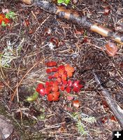 A brilliant snowberry start. Photo by LibbyMT.com.