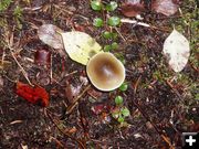 Mushroom. Photo by LibbyMT.com.