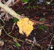 Coral mushroom. Photo by LibbyMT.com.