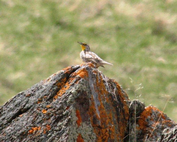 Meadowlark. Photo by LibbyMT.com.