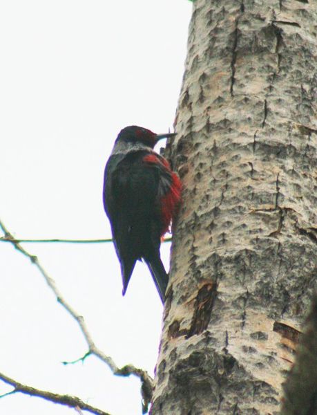 Lewis' Woodpecker. Photo by LibbyMT.com.