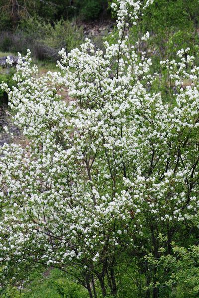 Serviceberry. Photo by LibbyMT.com.