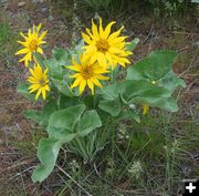 Arrowleaf balsamroot. Photo by LibbyMT.com.