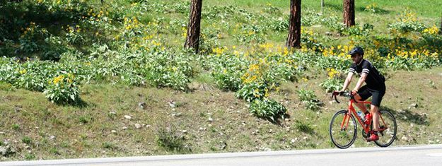 Arrowleaf balsamroot backdrop. Photo by LibbyMT.com.