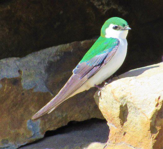 Violet-green swallow. Photo by LibbyMT.com.