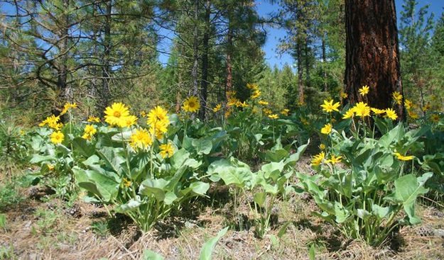 Arrowleaf Balsamroot. Photo by LibbyMT.com.