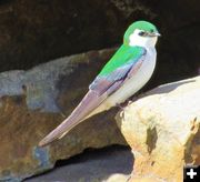 Violet-green swallow. Photo by LibbyMT.com.