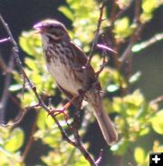 A song sparrow sings. Photo by LibbyMT.com.