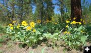 Arrowleaf Balsamroot. Photo by LibbyMT.com.