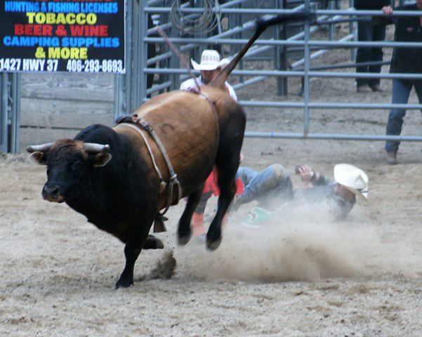 The bull won. Photo by LibbyMT.com.