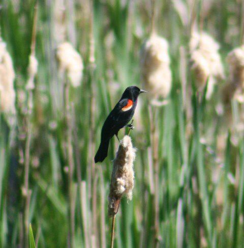 Red-winged blackbird. Photo by LibbyMT.com.