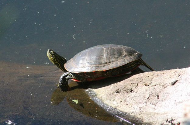 Painted turtle. Photo by LibbyMT.com.