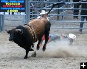 The bull won. Photo by LibbyMT.com.