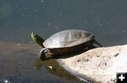 Painted turtle. Photo by LibbyMT.com.