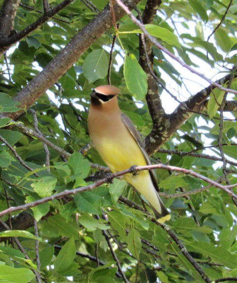 Cedar waxwing along the river. Photo by LibbyMT.com.