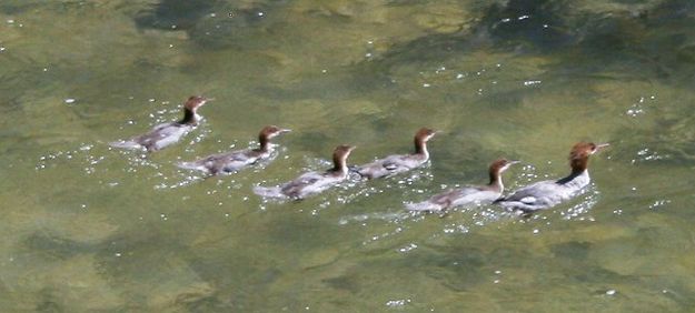 Merganser family. Photo by LibbyMT.com.