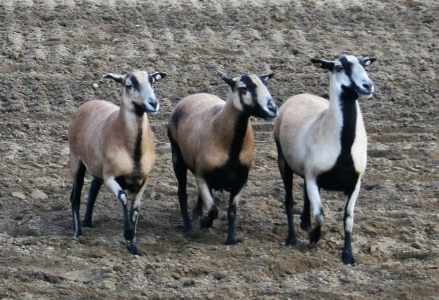 The Barbados sheep. Photo by LibbyMT.com.