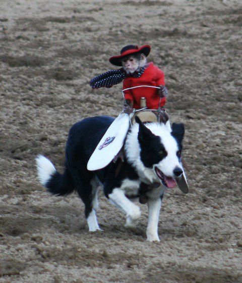 Whiplash the Cowboy Monkey and Boogie. Photo by LibbyMT.com.