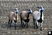 The Barbados sheep. Photo by LibbyMT.com.