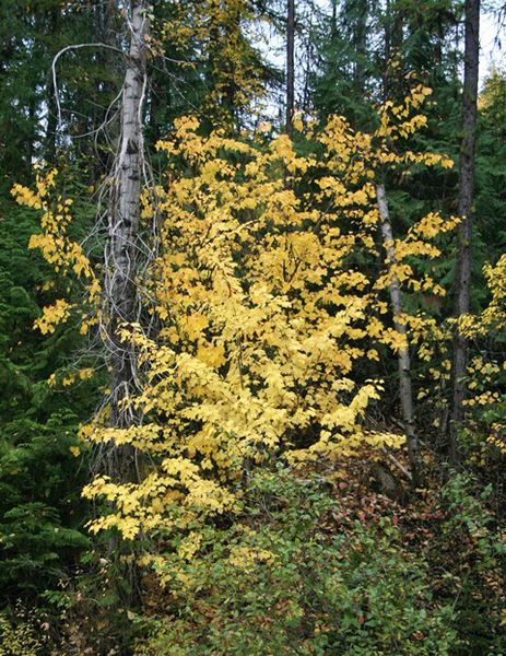 Vine maple. Photo by LibbyMT.com.