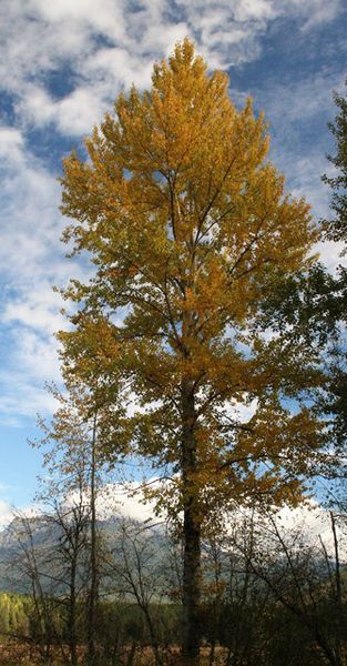 Cottonwood. Photo by LibbyMT.com.