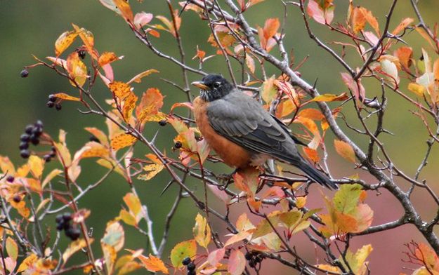 Robin on serviceberry bush. Photo by LibbyMT.com.