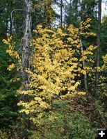 Vine maple. Photo by LibbyMT.com.