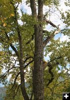 A gnarly cottonwood. Photo by LibbyMT.com.