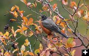 Robin on serviceberry bush. Photo by LibbyMT.com.